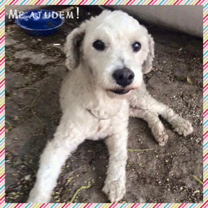 Cachorro raça Poodle idade 6 ou mais anos nome Sem Nome