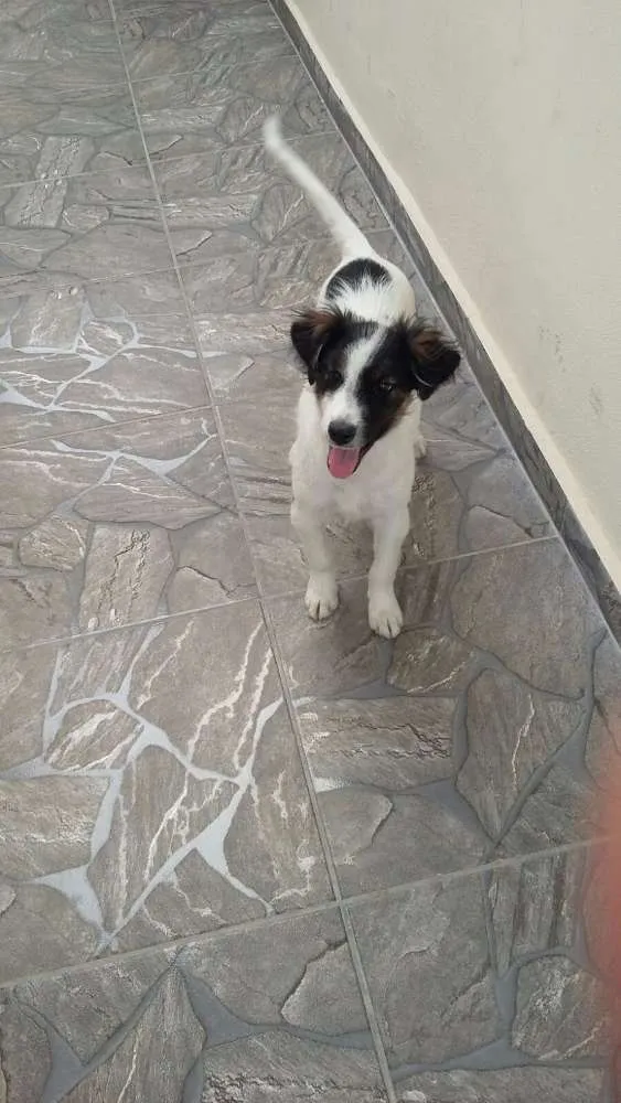 Cachorro ra a SDR idade 2 a 6 meses nome Panda