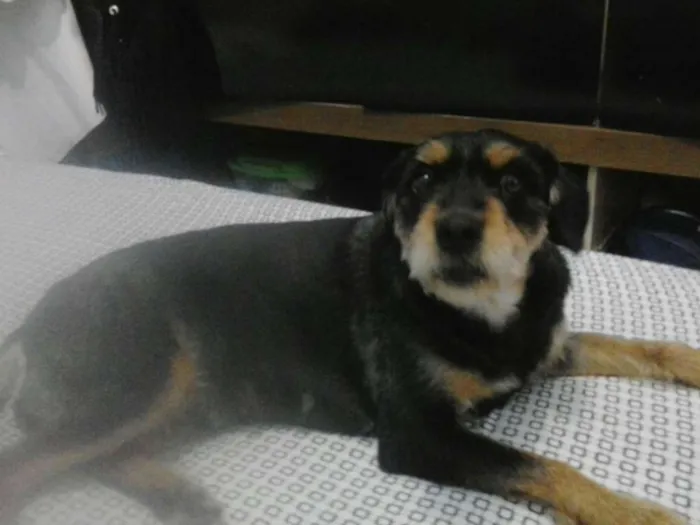 Cachorro ra a SRD idade 6 ou mais anos nome Mel