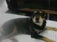 Mel