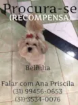 Belinha GRATIFICA