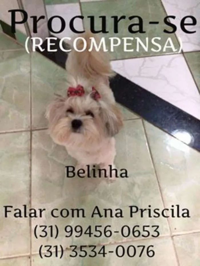 Cachorro raça Lhasa Apso idade 1 ano nome Belinha GRATIFICA