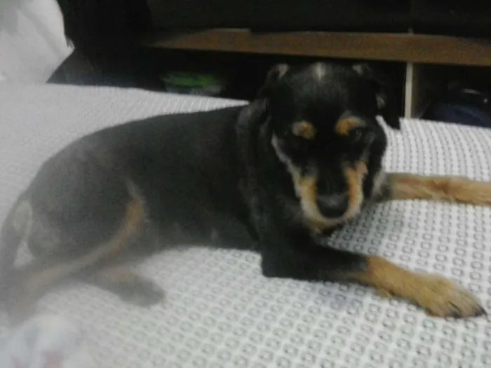 Cachorro ra a SRD idade 6 ou mais anos nome Mel