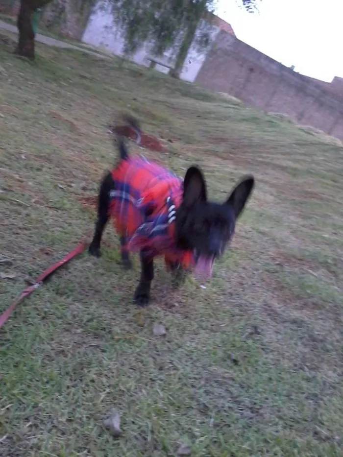 Cachorro raça Sem raça definida idade 4 anos nome Aleda