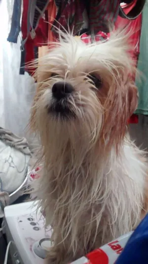 Cachorro raça Shih Tzu idade  nome Não sei