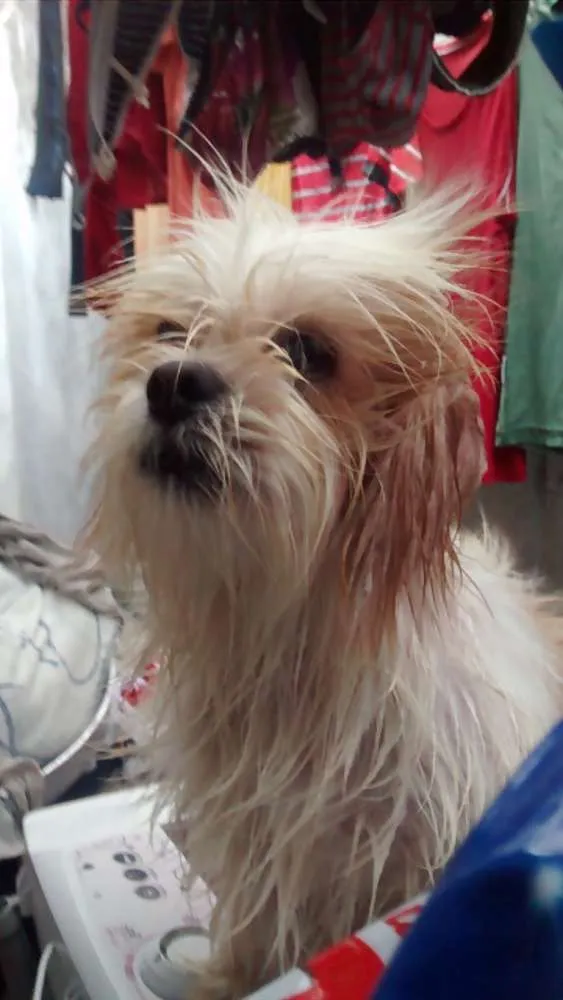 Cachorro raça Shih Tzu idade  nome Não sei