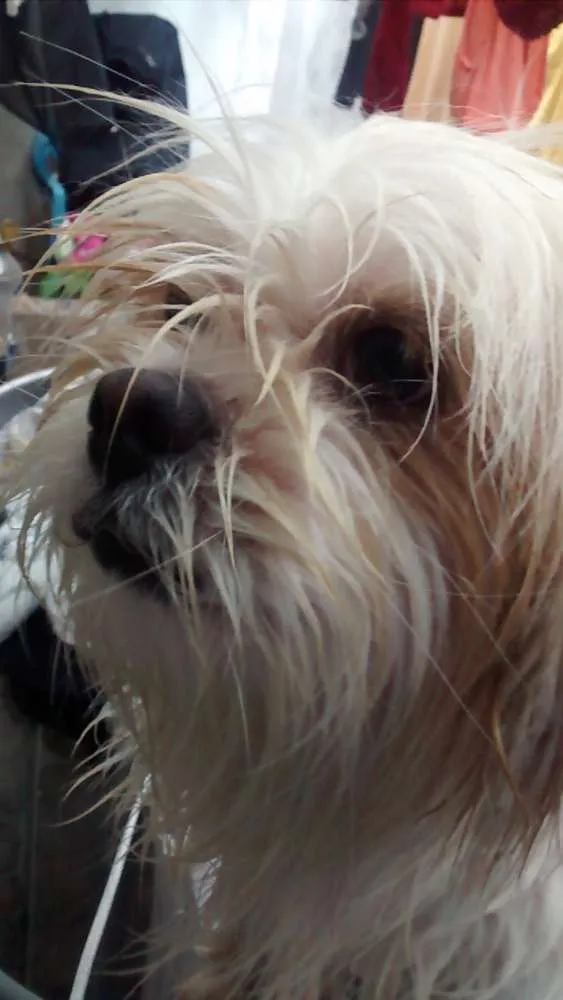 Cachorro raça Shih Tzu idade  nome Não sei