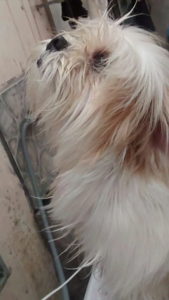 Cachorro raça Shih Tzu idade  nome Não sei