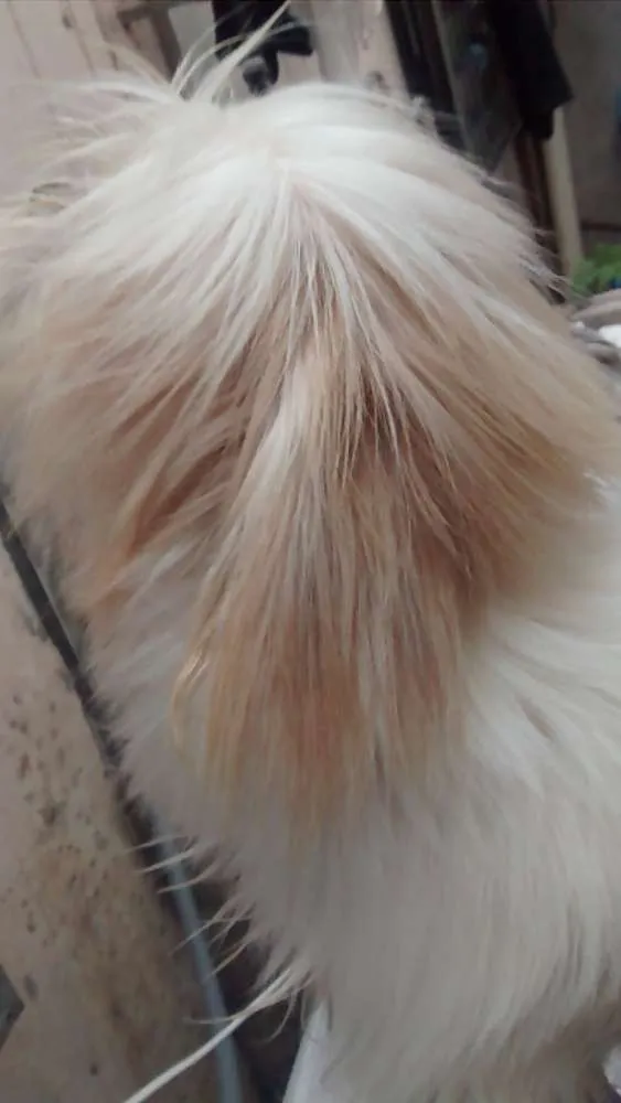 Cachorro raça Shih Tzu idade  nome Não sei