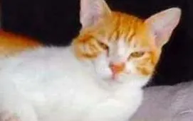 Gato raça FELINO idade 7 a 11 meses nome Billy