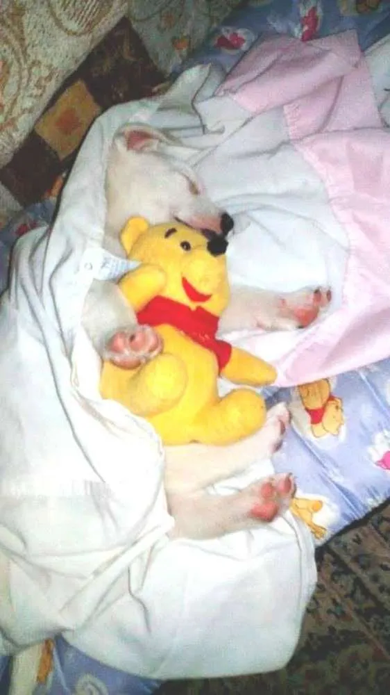 Cachorro ra a srd idade Abaixo de 2 meses nome Thor