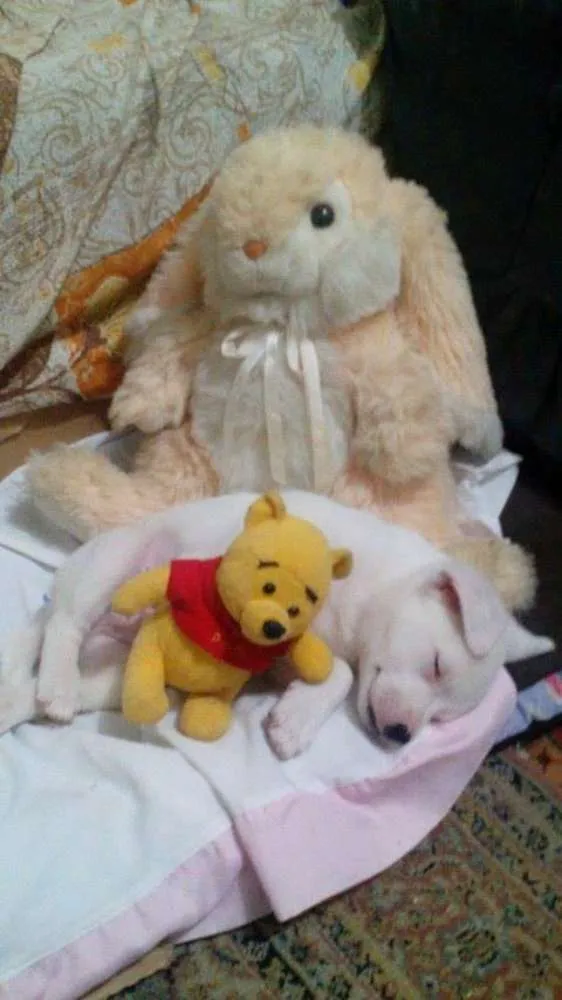 Cachorro ra a srd idade Abaixo de 2 meses nome Thor