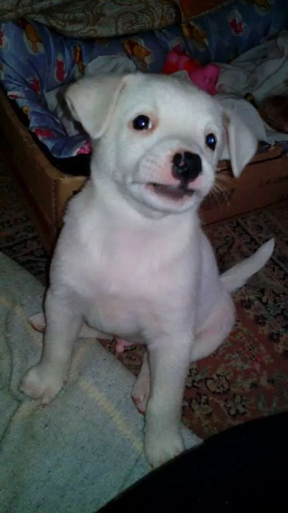 Cachorro ra a srd idade Abaixo de 2 meses nome Thor