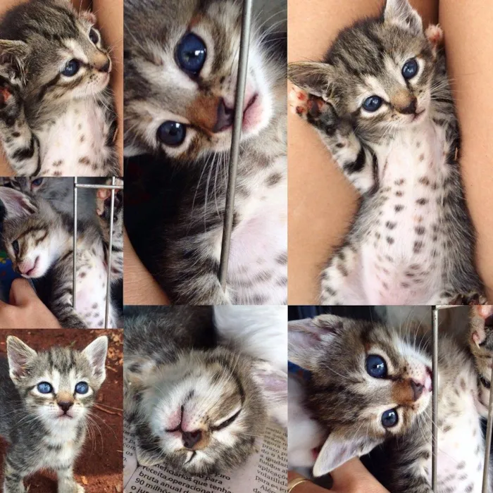 Gato ra a SRD idade Abaixo de 2 meses nome Luly