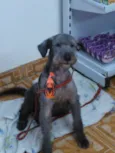FLOQUINHO 