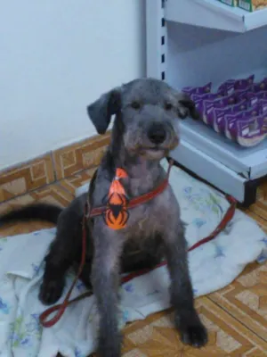 Cachorro raça SRD idade 1 ano nome FLOQUINHO 