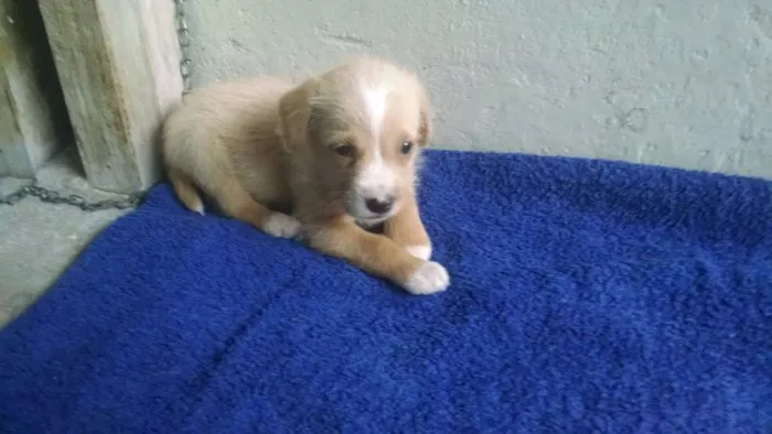 Cachorro ra a Vira Lata idade 4 anos nome Meg