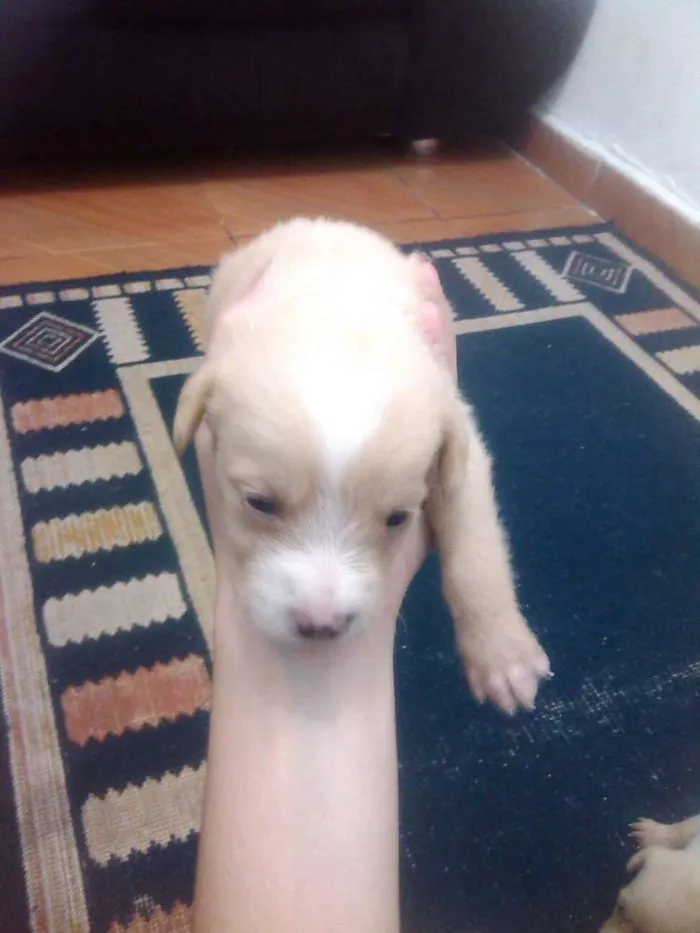 Cachorro ra a Vira Lata idade 4 anos nome Meg