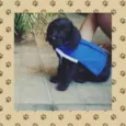 Torrado