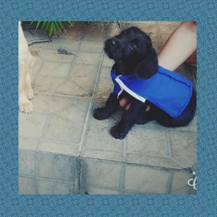 Cachorro ra a  idade 2 a 6 meses nome Torrado