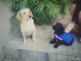 Torrado