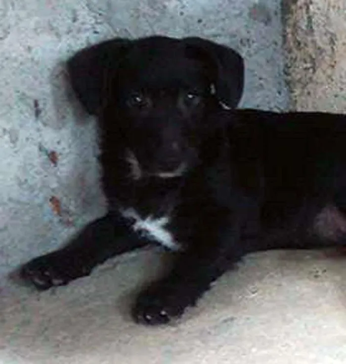 Cachorro ra a SRD idade 2 a 6 meses nome Teka