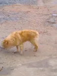 Desconhecido