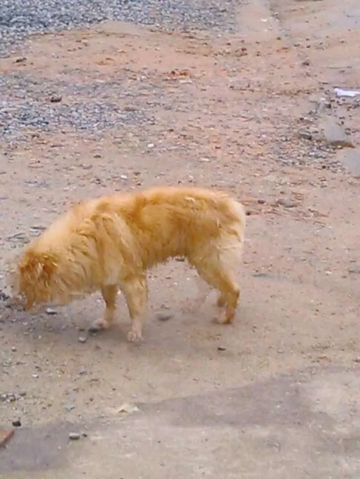 Cachorro ra a Mistura com spitz idade 1 ano nome Desconhecido
