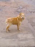 Desconhecido