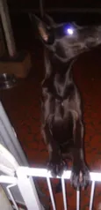 Penélope