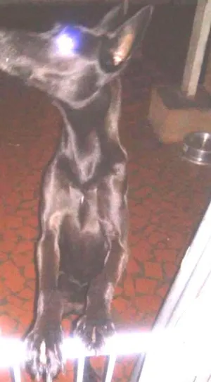 Cachorro raça Srd idade 1 ano nome Penélope 