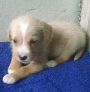 Cachorro raça Vira Lata idade 4 anos nome Meg