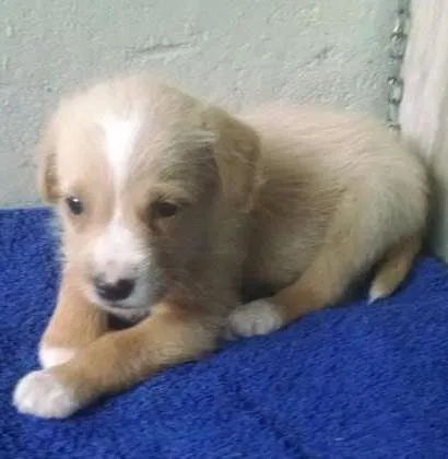 Cachorro ra a Vira Lata idade 4 anos nome Meg