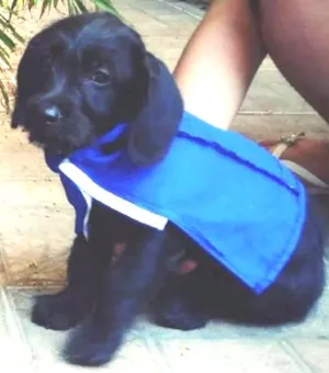 Cachorro raça  idade 2 a 6 meses nome Torrado
