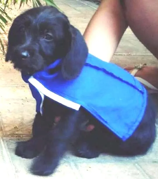 Cachorro ra a  idade 2 a 6 meses nome Torrado