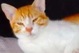 Gato raça FELINO idade 7 a 11 meses nome Billy