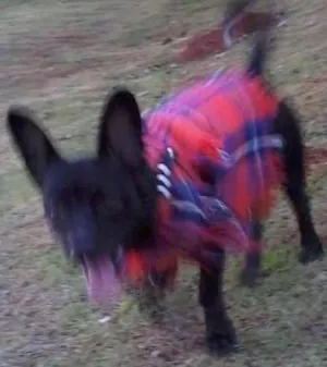 Cachorro raça Sem raça definida idade 4 anos nome Aleda