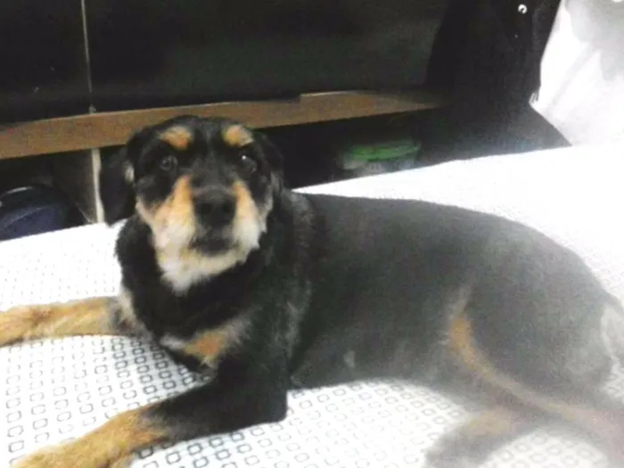 Cachorro ra a SRD idade 6 ou mais anos nome Mel