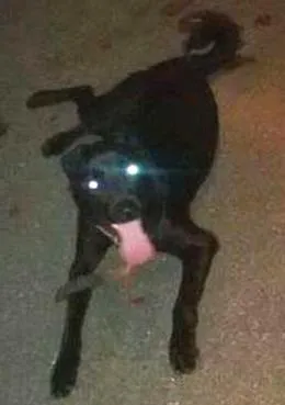 Cachorro raça Labrador  idade 3 anos nome Rafael 