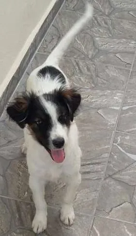 Cachorro raça SDR idade 2 a 6 meses nome Panda