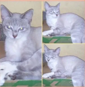 Gato raça Srd idade 1 ano nome Nevada