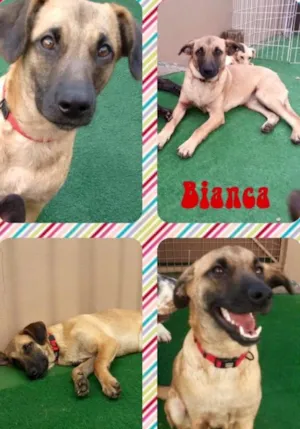 Cachorro raça SRD idade 7 a 11 meses nome Bianca