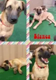Cachorro raça SRD idade 7 a 11 meses nome Bianca