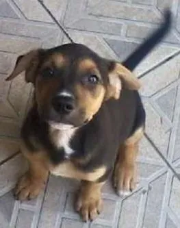 Cachorro raça SRD idade 2 a 6 meses nome Sem nome