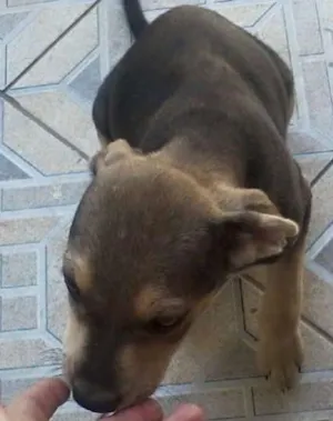 Cachorro raça SRD idade 2 a 6 meses nome Sem nome