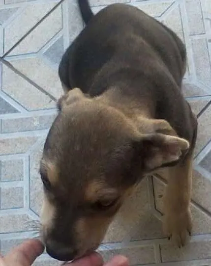 Cachorro ra a SRD idade 2 a 6 meses nome Sem nome