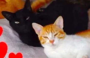 Gato raça Felino idade 1 ano nome Jimmy