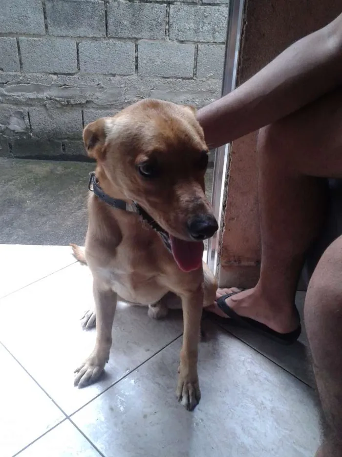 Cachorro ra a Vira-Lata idade 1 ano nome Marley
