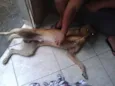 Marley
