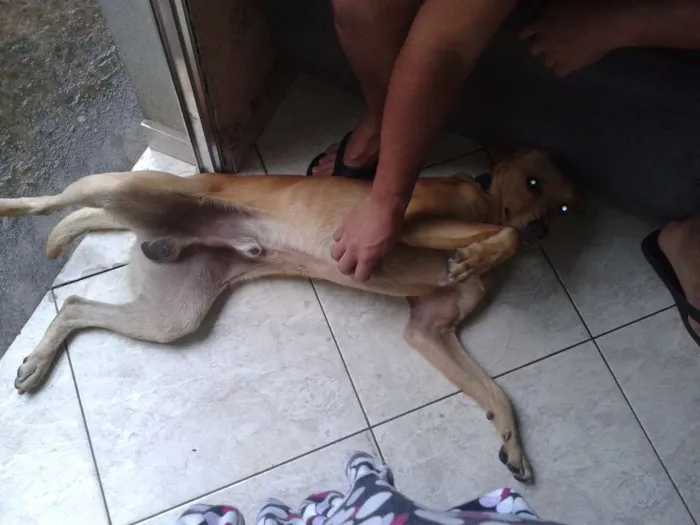 Cachorro ra a Vira-Lata idade 1 ano nome Marley